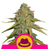 Og Kush fem. Royal Queen