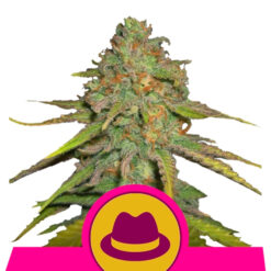 Og Kush fem. Royal Queen
