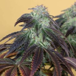 Og Kush fem. Humboldt Seed Organization
