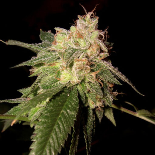 Og Kush fem. DNA Genetics