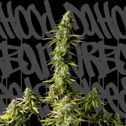 Old Jedi. DaHood Urban Seeds