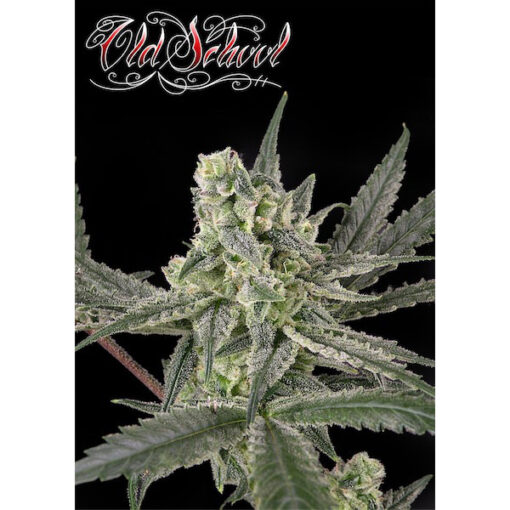 Old School fem. Ripper Seeds
