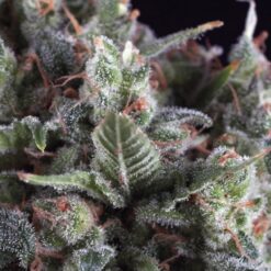 Olympia fem. Pyramid Seeds