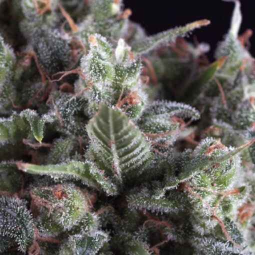 Olympia fem. Pyramid Seeds