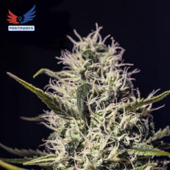 One Love Haze fem. Positronics Seeds