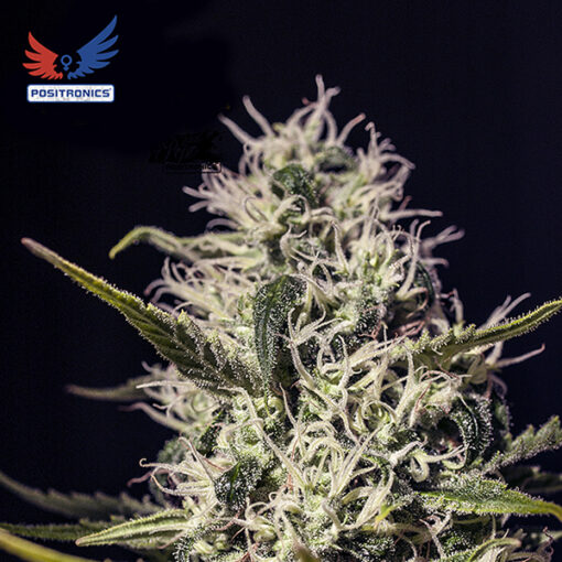 One Love Haze fem. Positronics Seeds