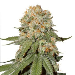 Orange Bud 2.0 fem. Dutch Passion