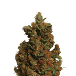 Orange Bud fem. Nirvana