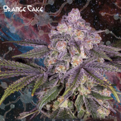 Orange Cake fem. Nemeseeds