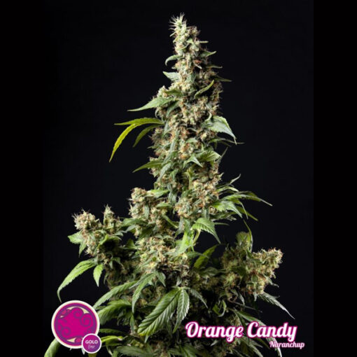 Orange Candy fem. Philosopher