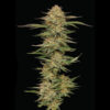 Orange Cream Pop 3 u. fem Humbold Seeds Company