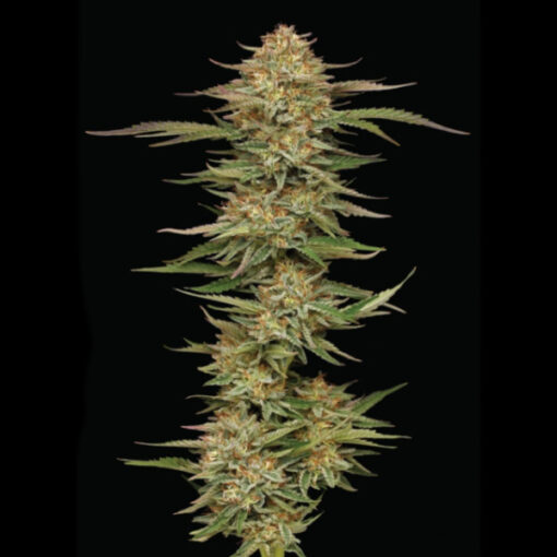Orange Cream Pop 5 u. fem Humbold Seeds Company