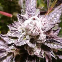 Orange Groovy Bx fem. Grateful Seeds