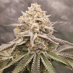 Orange Runtz Cake - 7 u. fem Conscious Genetics