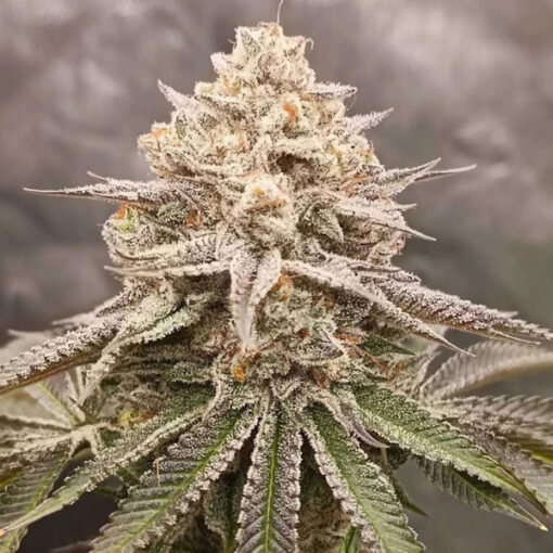 Orange Runtz Cake - 7 u. fem Conscious Genetics
