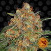 Orange Sherbert fem. Barney's