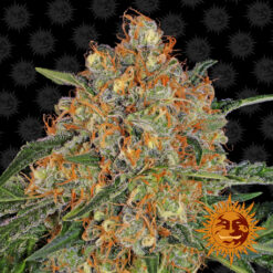 Orange Sherbert fem. Barney's