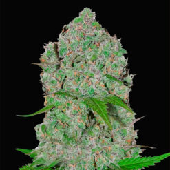 Orange Sherbet Auto fem. FastBuds Seeds