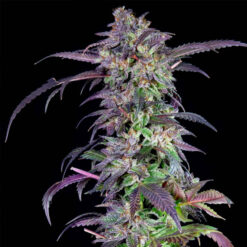 Orangina fem. Limited Edition Grateful Seeds