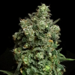 Oregon Apple Trail fem. Elev8 Seeds