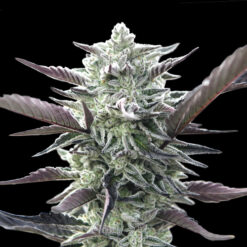 Oreoz fem. 00 Seeds