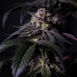 Oreoz Milkshake fem. Positronics Seeds