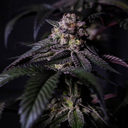 Oreoz Milkshake fem. Positronics Seeds