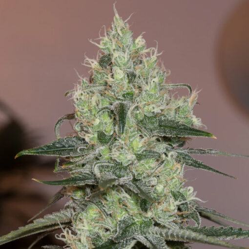 Original Amnesia fem. Silent Seeds