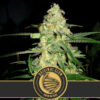 Original Clon 3 u. fem. Blimburn Seeds