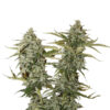 Original Glue fem. Nirvana