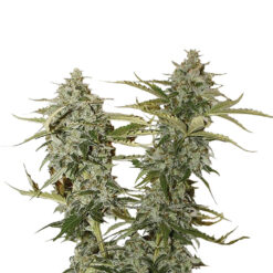 Original Glue fem. Nirvana