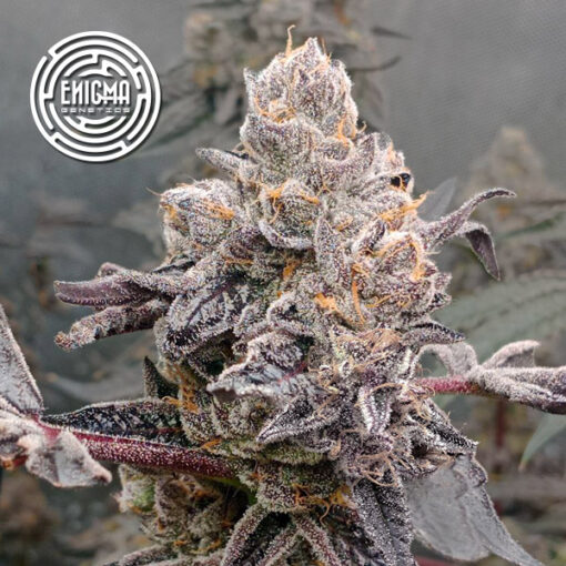 Original Sunset Sherbert 3 u. fem Enigma Genetics