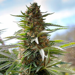 Over Dawg fem. Medical Seeds