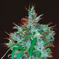 Panama Haze fem. Ace Seeds