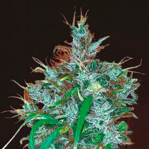 Panama Haze fem. Ace Seeds