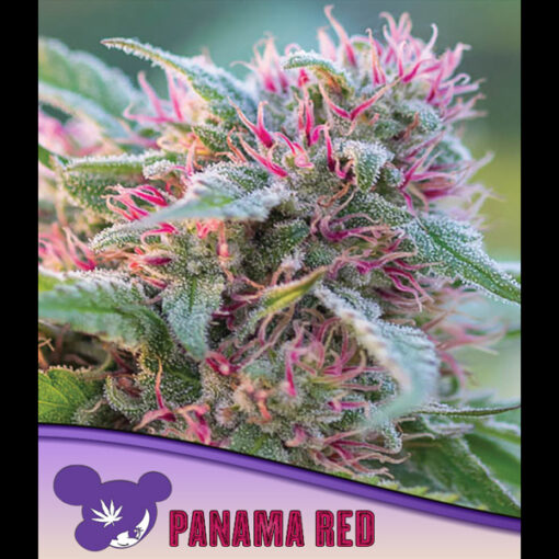 Panama Red fem. Anesia