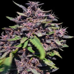 Panama x PCK fem. Ace Seeds