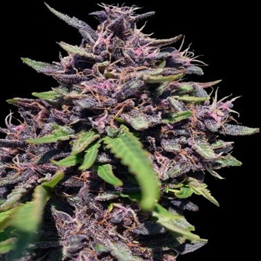Panama x PCK fem. Ace Seeds