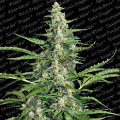 Pandora fem. Paradise Seeds