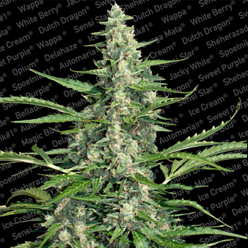 Pandora fem. Paradise Seeds
