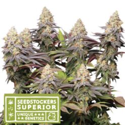Panty Punch fem. Seedstockers Superior
