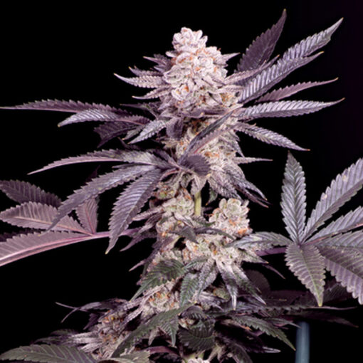 Papaya  10 u. fem Sacred Terps