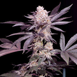 Papaya   2 u. fem Sacred Terps