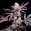Papaya   4 u. fem Sacred Terps
