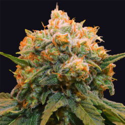 Papaya Bx1 fem. Limited Edition Grateful Seeds