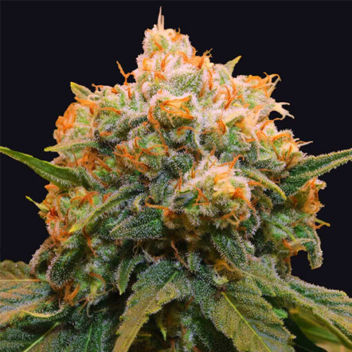 Papaya Bx1 fem. Limited Edition Grateful Seeds