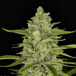 Papaya Cookies Auto fem. FastBuds Seeds