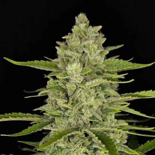 Papaya Cookies Auto fem. FastBuds Seeds