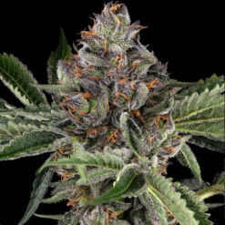 Papaya Jealousy  3 u. fem. Sensi Seeds