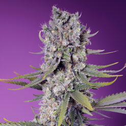 Papaya Zoap F1 Fast Version fem. Sweet Seeds